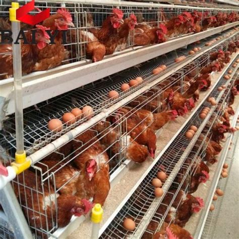 China Precio de venta las jaulas en batería las gallinas ...