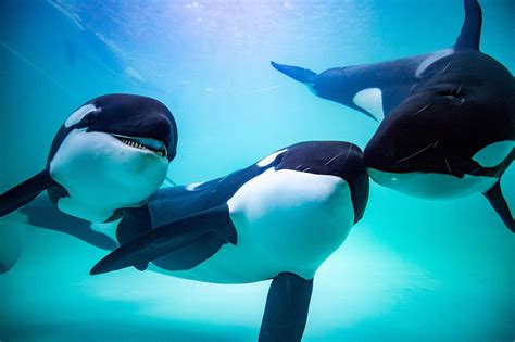 China s First Orca Breeding Center Sparks Controversy