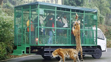 Chine: un zoo met les visiteurs en cage et les animaux en ...