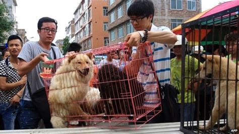 Chinese dog meat dilemma: to eat or not to eat? BBC News