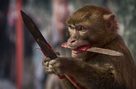 Chinese New Year: Cruel practice of  monkey training  in ...