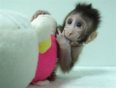 Chinese scientists clone monkey twins, Zhong Zhong and Hua ...