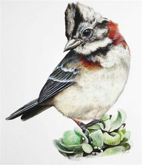 Chingolo #aves | Pájaro de acuarela, Ilustración de ave, Dibujos