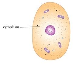 Chloroplasts, Cytoplasm, & Cytoskeleton Organelles of a ...