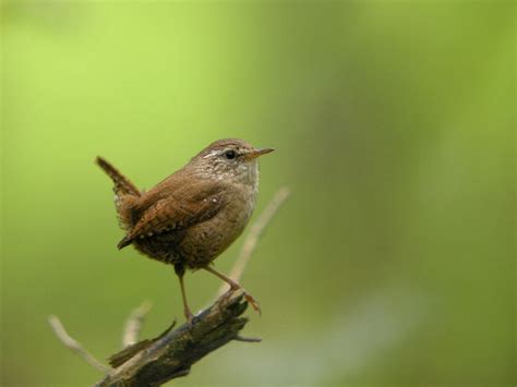 Chochín, segundo pájaro más pequeño de la Península ...