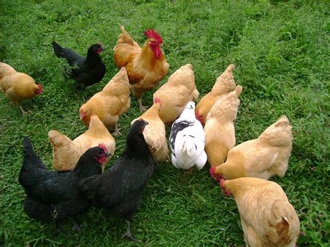 Choosing a Chicken Breed For Your Small Farm