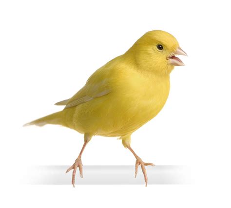 Choosing a Pet Bird | Buying a Canary or Finch | Finches ...