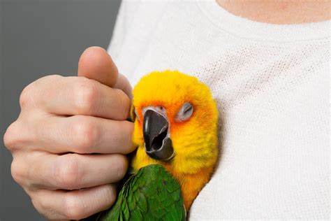 Choosing The Right Pet Bird For You