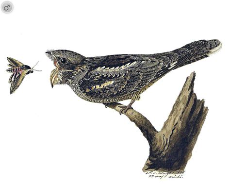 Chotacabras gris , Caprimulgus europaeus   Aves   NatureGate