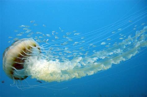 Chrysaora hysoscella meduse mare | Il giornale dei MARINAI ...
