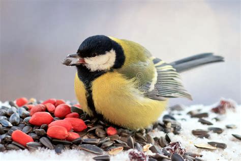 Chubby Yellow Bird Eating Seeds and Nuts in the Snow Stock Photo ...