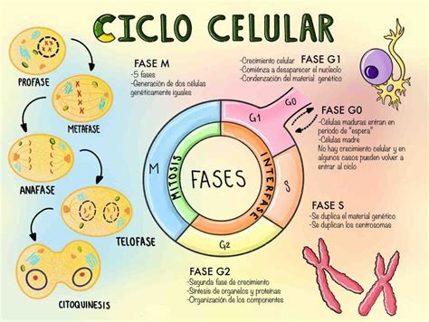 Ciclo celular | Ciclo celular | Mitosis | uDocz