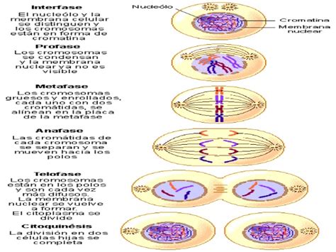 Ciclo Celular Mitosis