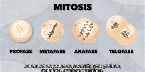 Ciclo celular: mitosis | Recursos Pedagógicos