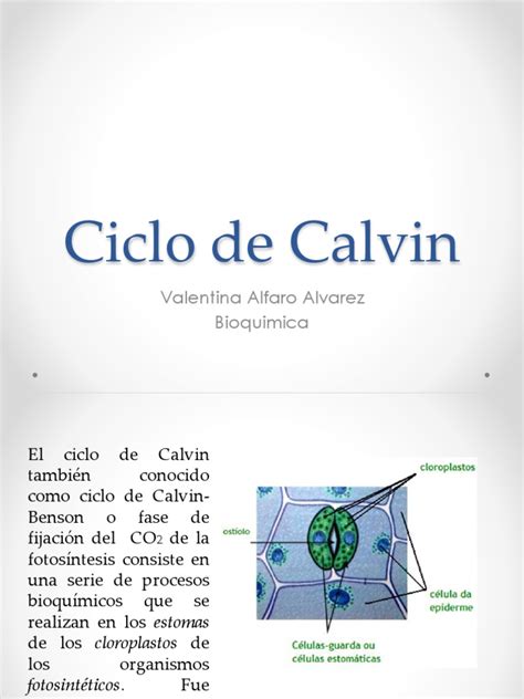 Ciclo de Calvin | Fotosíntesis | Procesos celulares