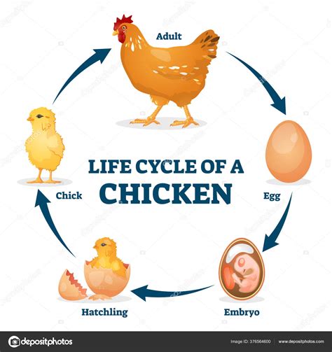 Ciclo de vida de una ilustración vectorial del pollo ...