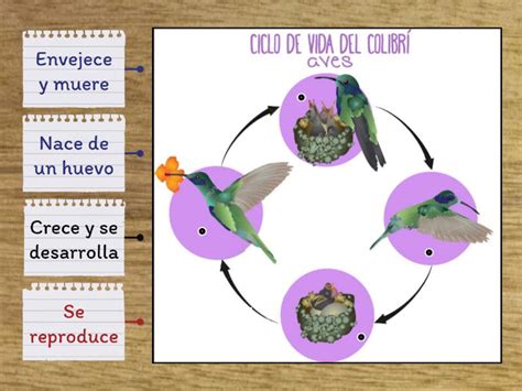 Ciclo de vida del colibrí   Diagrama etiquetado