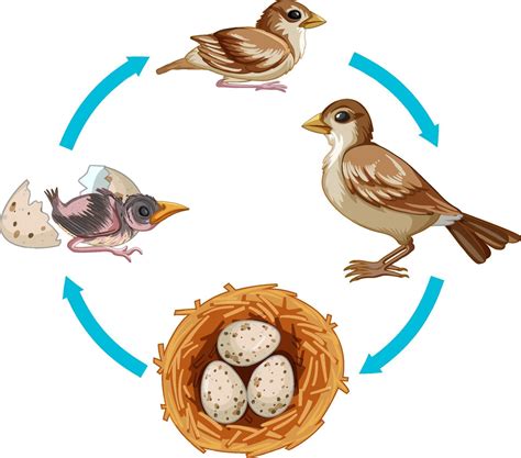 ciclo de vida del pájaro sobre fondo blanco 2288498 Vector en Vecteezy