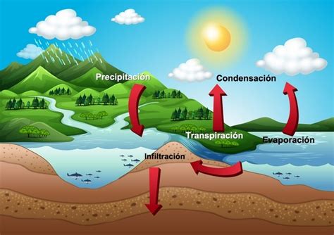Ciclo del agua: qué es, definición y etapas   Toda Materia