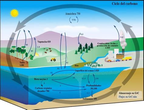 Ciclo del carbono: características, etapas, importancia ...