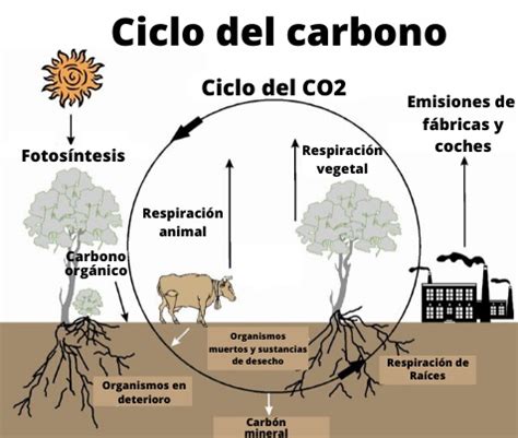 Ciclo del carbono: características, etapas, importancia ...