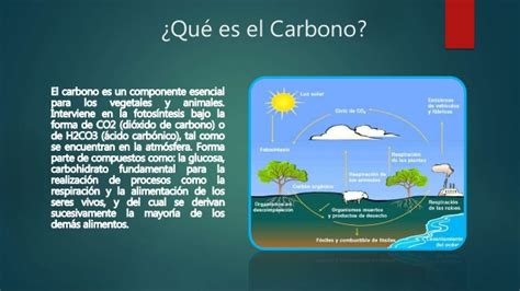 Ciclo del carbono