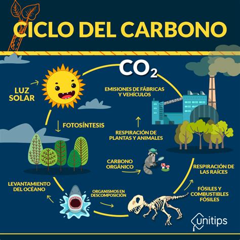 Ciclo del Carbono | Tema de examen UAM