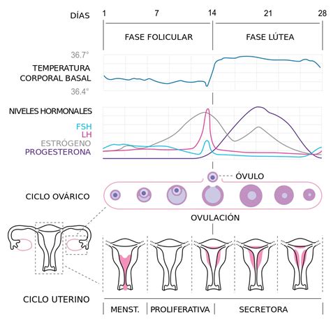 Ciclo menstrual: Fases del ciclo menstrual y días fértiles