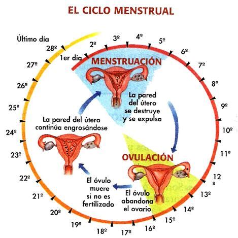 CICLO MENSTRUAL NORMAL