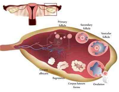 ciclo menstrual ovario
