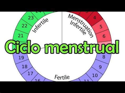 Ciclo Menstrual regular| Como calcular?   YouTube