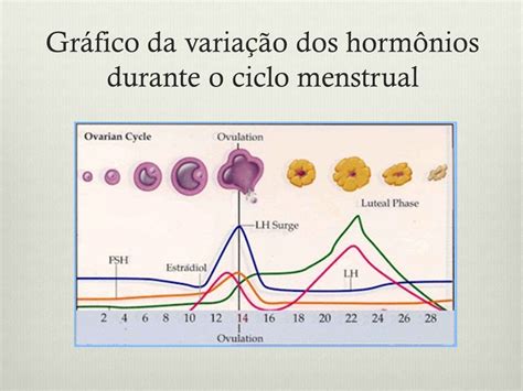 Ciclo Menstrual Variação   Bailey Hamilton