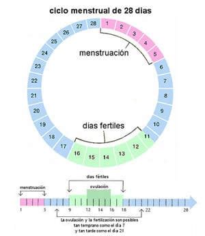 Ciclo Menstrual Y Los Dias Fértiles Para Quedar Embarazada   Edward Parry