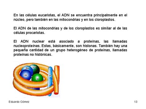 cidos nucleicos Eduardo Gmez 1 Concepto Los cidos