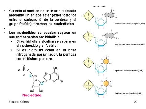 cidos nucleicos Eduardo Gmez 1 Concepto Los cidos