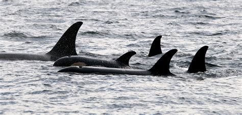 Ciencia Canaria La increíble vida social de una orca