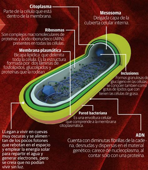 CIENCIA EN LA WEB: Las bacterias  infografía