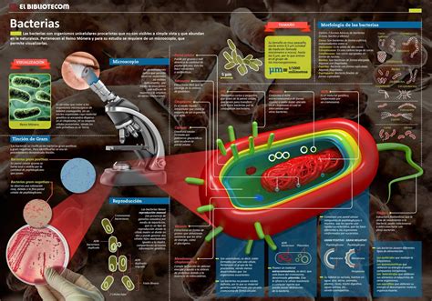 CIENCIA EN LA WEB: Las bacterias  infografía