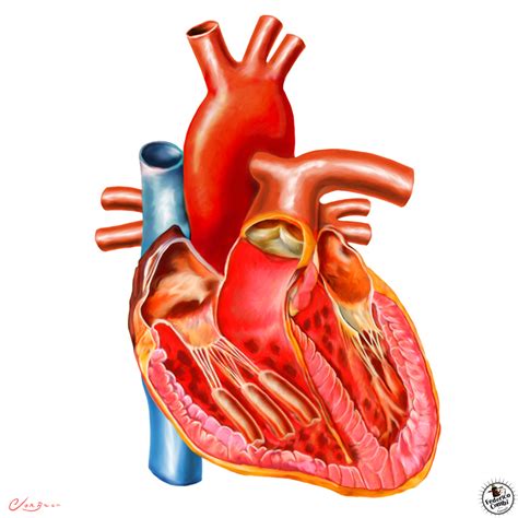 Ciencia: Sistema Circulatorio
