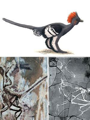 Cienciaes.com: Anchiornis, casi un ave | Podcasts de Ciencia