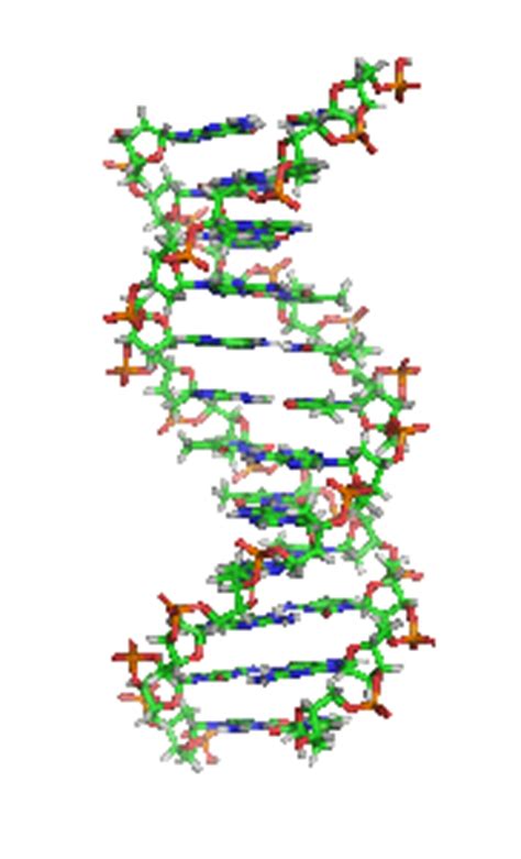 Ciencias: ADN  Ácido desoxirribonucleico