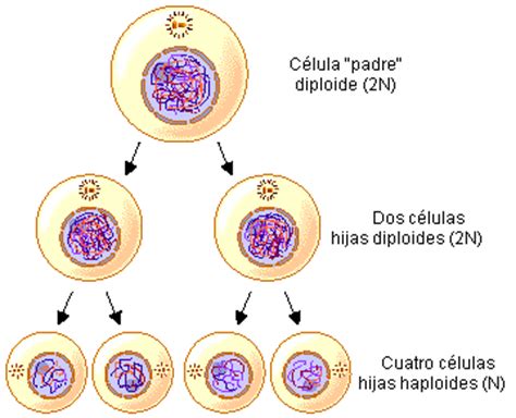ciencias biologicas: reproducción celular