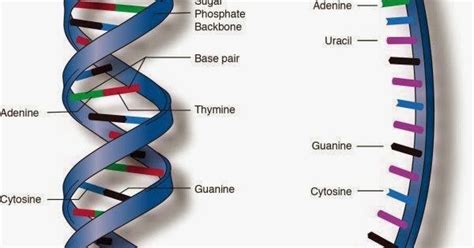 Ciencias de Joseleg: Definición rápida, los ácidos nucleicos