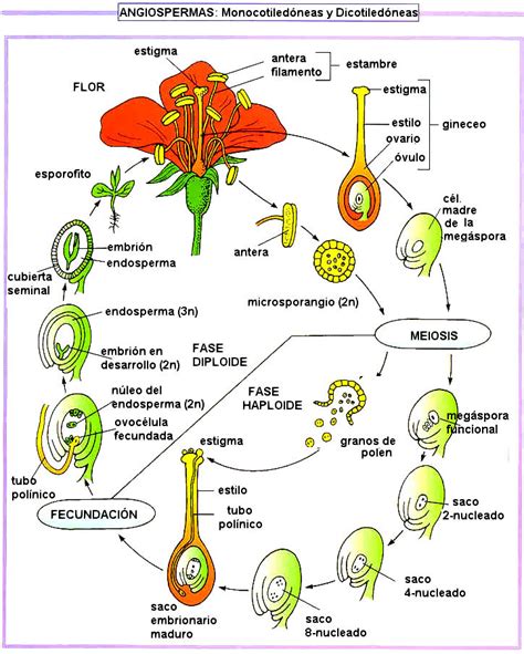 Ciencias de la Naturaleza 2º ESO: Reproducción sexual en las plantas ...