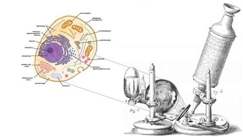 Ciencias de la Naturaleza: El descubrimiento de la célula ...