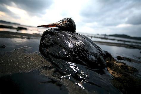 Ciencias de la Tierra y M.Ambientales: Derrame de petróleo ...