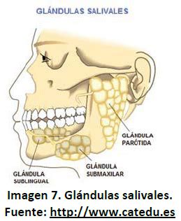 Ciencias Módulo III: Las glándulas salivales