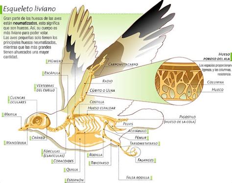 CIENCIAS NATURALES 1 OJA: AVES