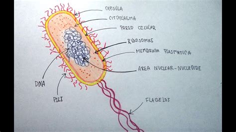 Ciencias Naturales 4/5   Aprende a dibujar una bacteria y ...