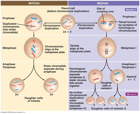 Ciencias Naturales: 4 ESO. Mitosis y meiosis.